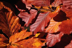 leaves, zeschłe list, brown-3805559.jpg